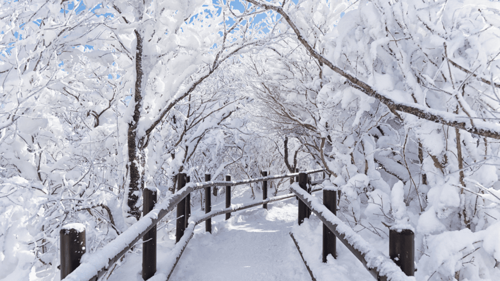 The image is of a snowy path to represent using the holiday season as a time to reflect and figure out what journey you would like to be on in the coming year. 